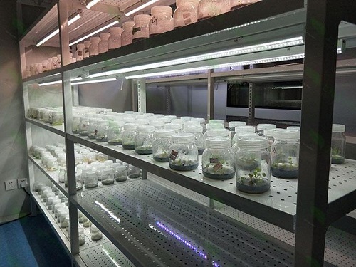 中江植物组织培养实验室设计建设方案